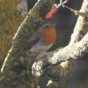 European Robin