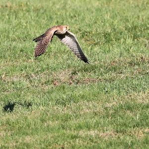 Common Kestrel