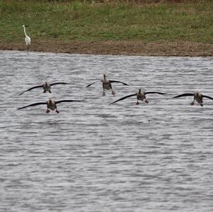 Greylag Goose