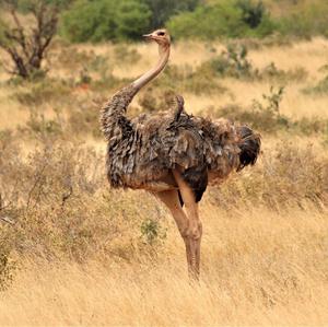 Ostrich