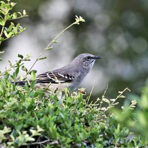 Grey Catbird