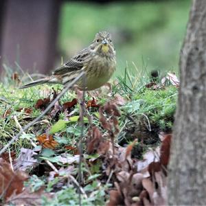 Yellowhammer