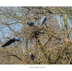 Grey Heron