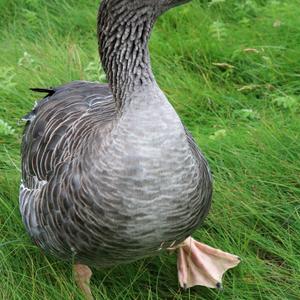 Greylag Goose