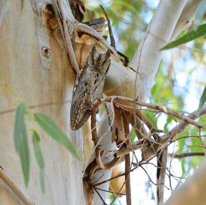 Common Scops-owl