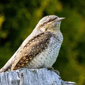 Eurasian Wryneck