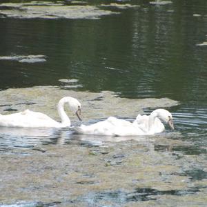 Mute Swan