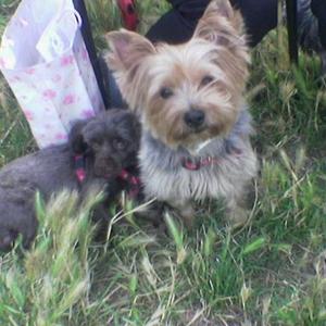 Unknown Breed