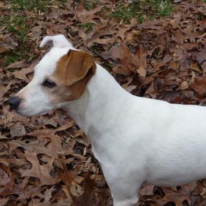 Jack Russell Terrier