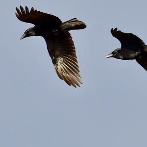 Common Raven