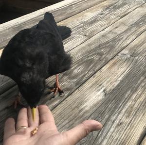 Yellow-billed Chough