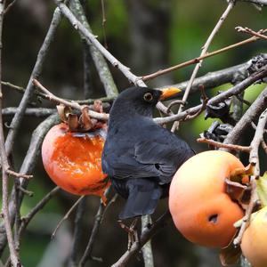 Eurasian Blackbird