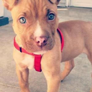 American Pit Bull Terrier