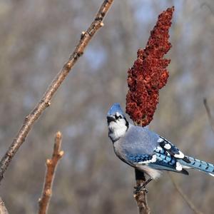 Blue Jay