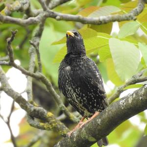 Common Starling