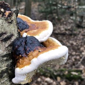 Resinous Polypore