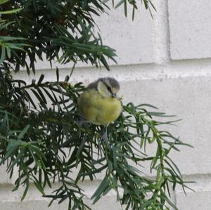 Blue Tit