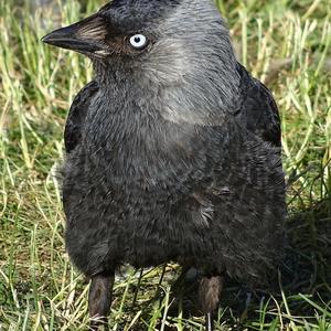 Eurasian Jackdaw