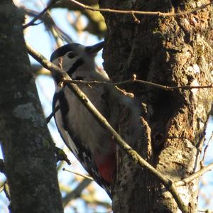 Great Spotted Woodpecker