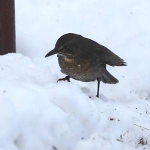 Eurasian Blackbird