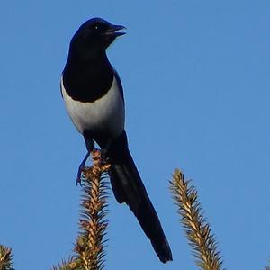 Black-billed Magpie