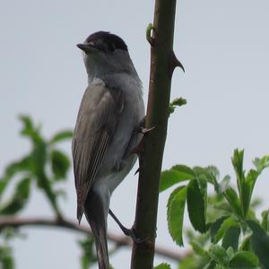 Blackcap