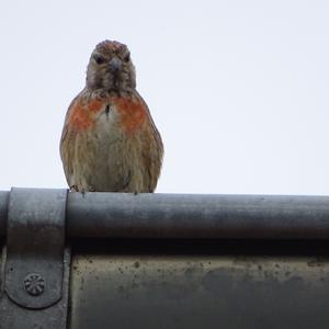 Eurasian Linnet