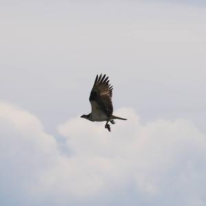 Osprey