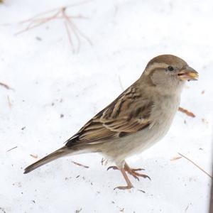 House Sparrow