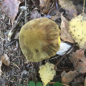 Yellow-cracked Bolete