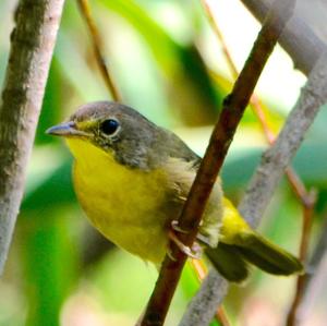 Canada Warbler