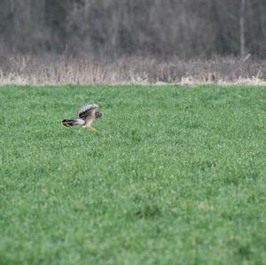 Northern Harrier