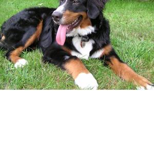 Bernese Mountain Dog