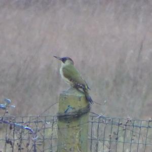 Eurasian Green Woodpecker