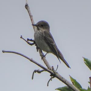 Spotted Flycatcher