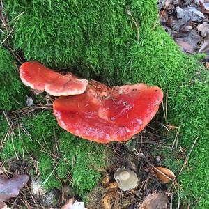 Beefsteak Polypore