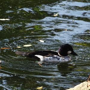 Common Goldeneye