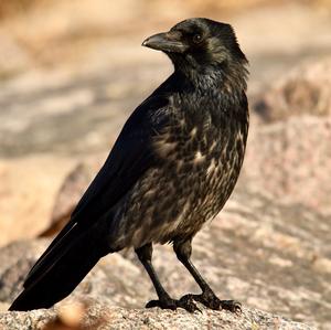 Carrion Crow