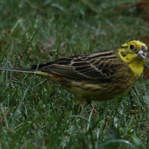 Yellowhammer