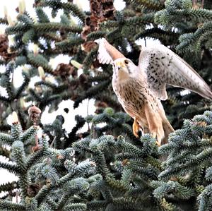 Common Kestrel