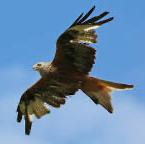 Red Kite