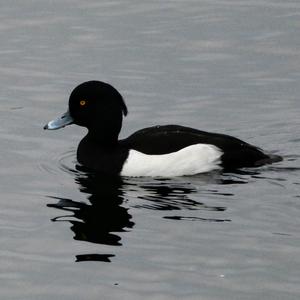 Tufted Duck