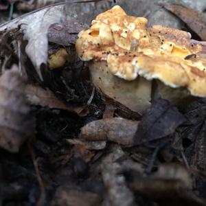 Chanterelle, Common