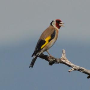 European Goldfinch