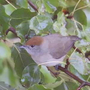 Blackcap