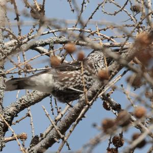 Spotted Nutcracker