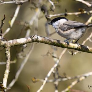 Willow Tit