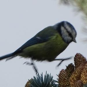 Blue Tit