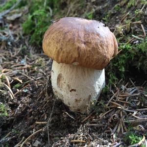 King Bolete