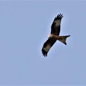 Red Kite